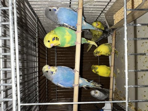 Yavru yerli ve jumbo muhabbet kuşları
