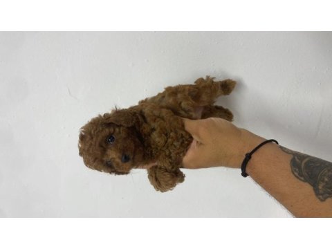 Poodle akademi