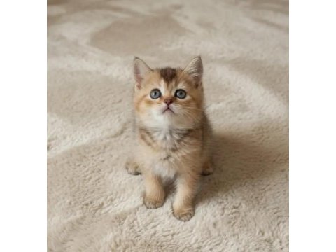 Safkan black golden british shorthair