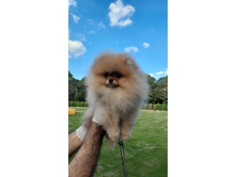 Pomeranian yavrular