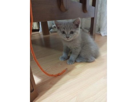 British shorthair scottish fold yavruları