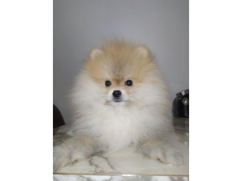 Şampiyon babadan erkek pomeranian yavrular
