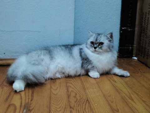 Kedimiz güzellik göreceli değil (dişi - kısır değil)
