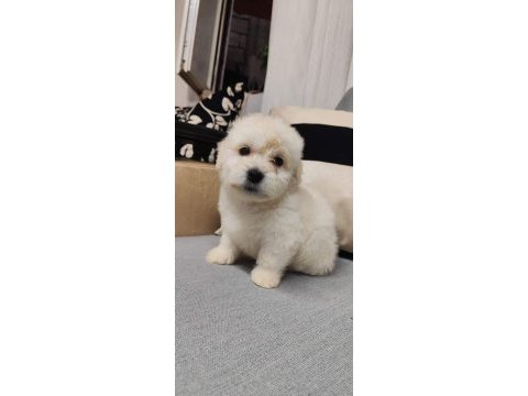 En küçük boy maltipoo