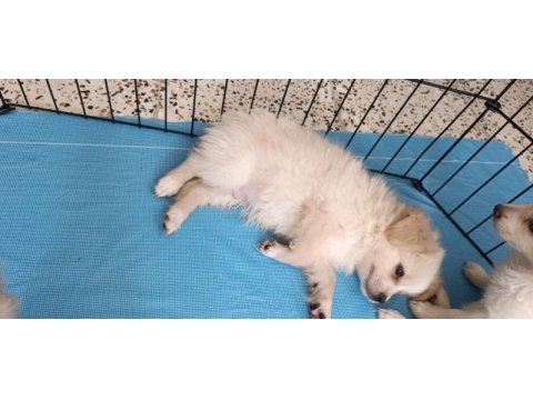 Cins uygun pomeranian yavrular