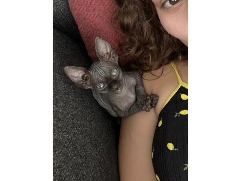 Safkan sfenks yavrularım