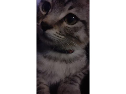 3 aylık gri erkek kedimiz yuvasını arıyor