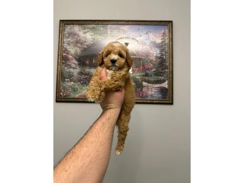 Ev üretimi mükemmel maltipoo yavrular