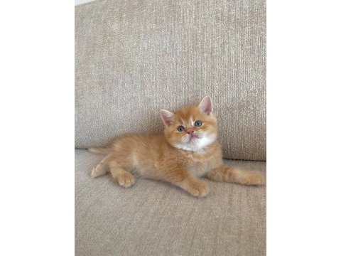 Golden british shorthair bebekler