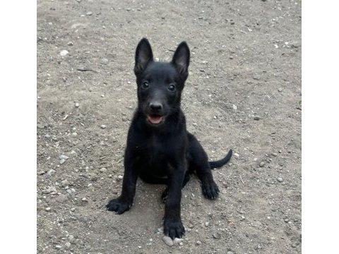 Koyu maskeli belçika malinois yavrular