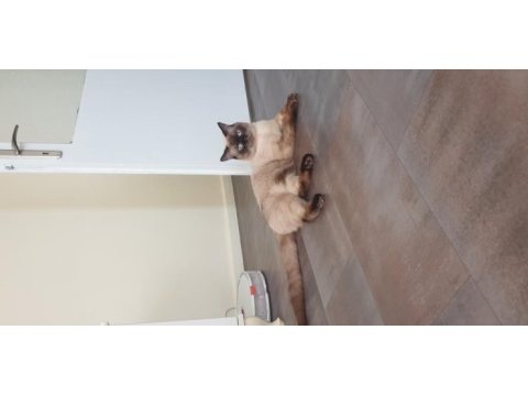 11 aylık british shorthair çiftleştirme