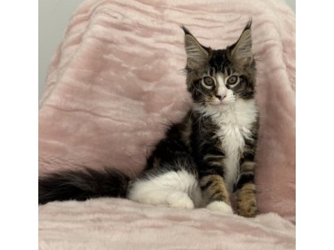 Mco dişi 2209 renk üst kaliteli maine coon