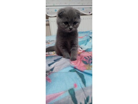 2 aylık scottish fold yavru