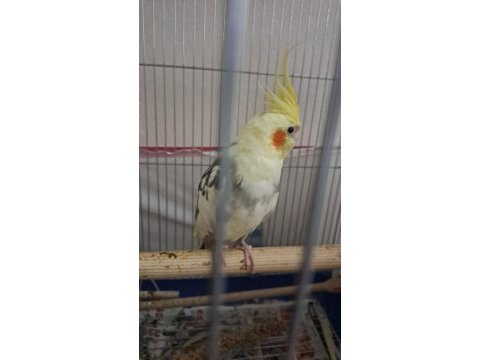 Takım sultan papağanı