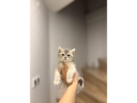 Brıtısh shorthair safkan  yavrularım 