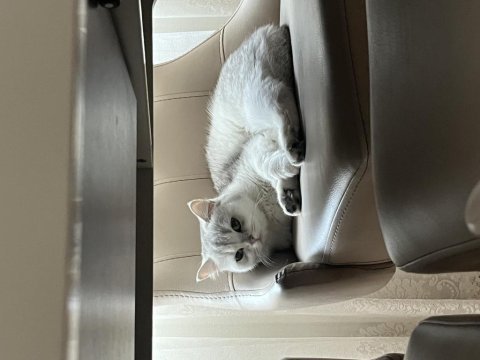 Pamuk british shorthair kızımıza yeni aile arıyoruz