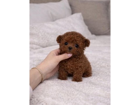 Irk ve sağlık garantili kore poodle
