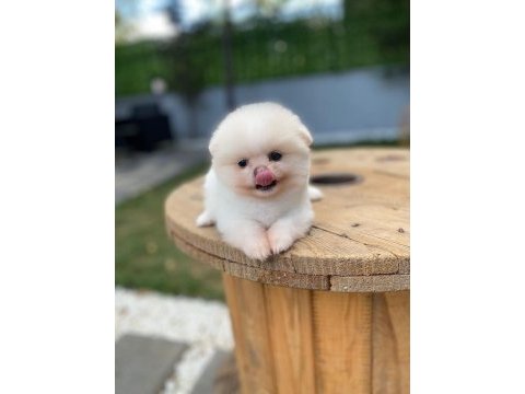 Pomeranian boo ayı surat garantili şirinlerimiz
