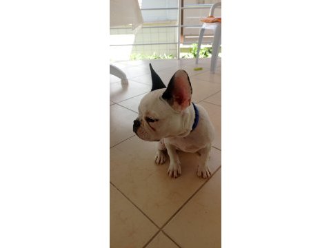 7 aylık french bulldog