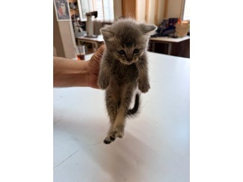 Kedilerimiz yeni yuvaları arıyorlar