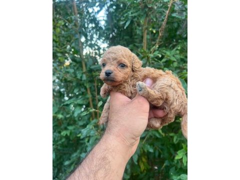 0 numara maltipoo