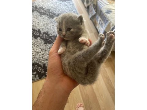 Scottish fold yavrularımız