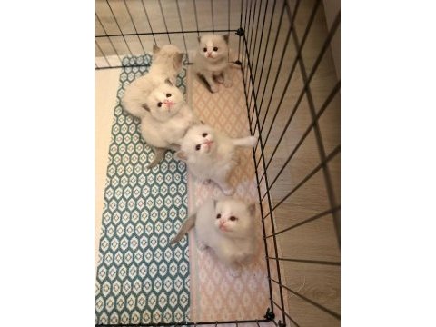 Ragdoll yavrular