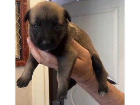Safkan ırk garantili malinois köpekler