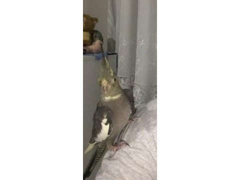 Çiftleşmeye hazır evcil dişi sultan papağanı