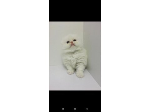 Scottish fold longhair dişi mavi gözlü