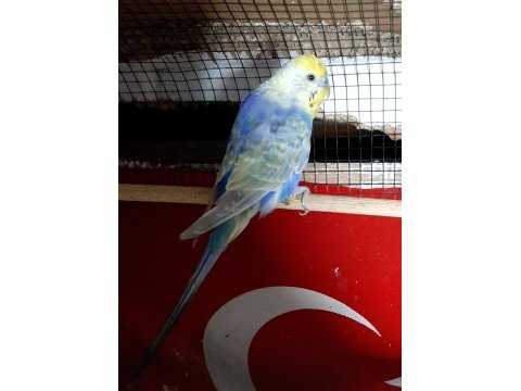 6 adet 2026 lı genç muhabbetkuşlar