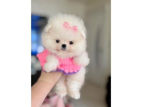 Mikro boy dişi pomeranian