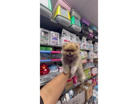 Pomeranian boo köpeğimiz