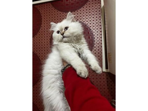 Üst kalite şecereli babadan british longhair