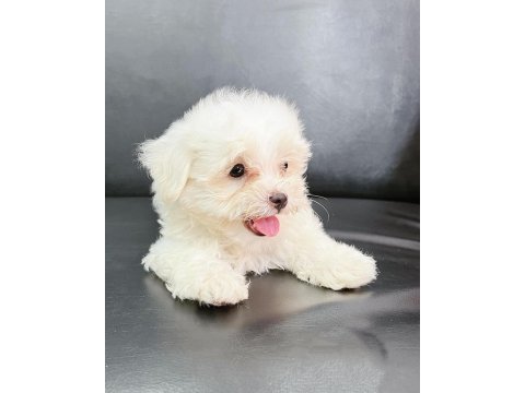 0 numara terrier yavruları