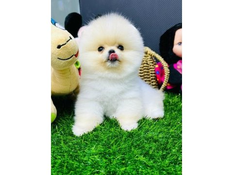 Üreticiden ayı surat pomeranian minik aslanlarımız