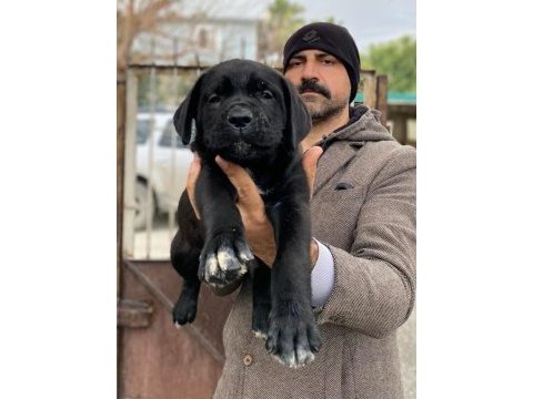 Show kalitede perfect cane corso puppies
