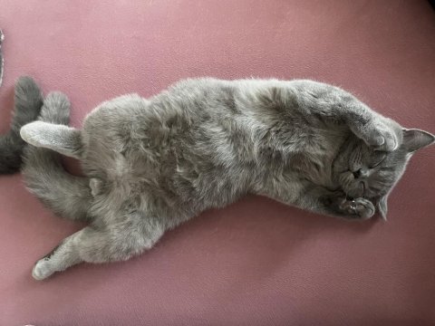 4 aylık sevimli erkek scottish fold kardeşler