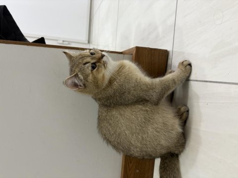 Dünyalar tatlısı erkek british shorthair