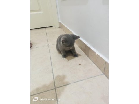 İki aylık sağlıklı british shorthair yavrularımız