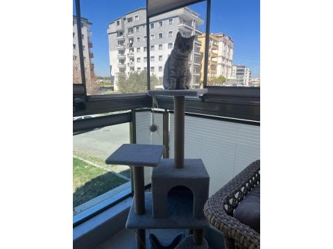Oyuncu bebek 5 aylık dişi british shorthair