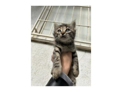 Güzel tekir yavrulara yuva arıyoruz