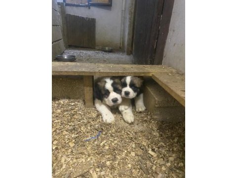Saint bernard sc yavrularımız
