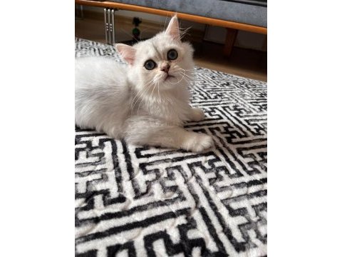 British longhair ns1133