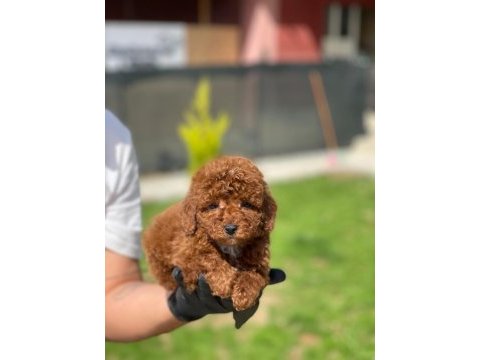 Toy poodle bebekler referans yavru