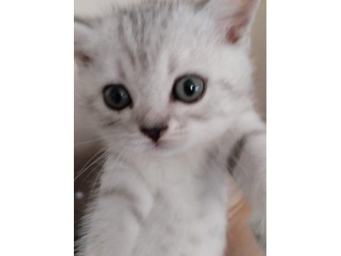 Muhteşem yavrular british shorthair