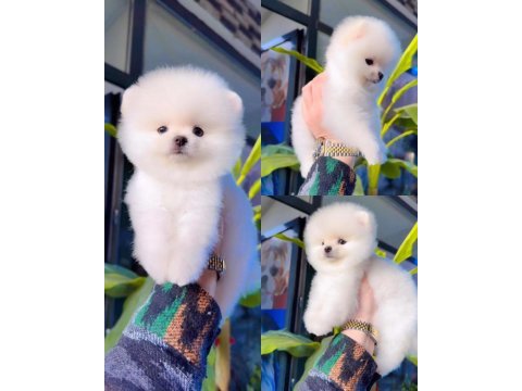 Pomeranian boo (ayı surat) garantili yavrularımız