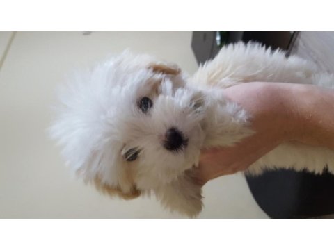 A kalite maltipoo yavrular