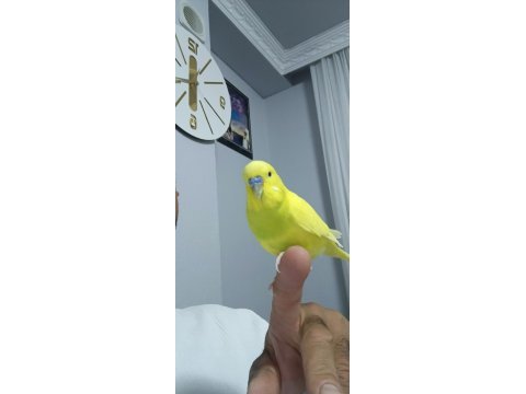 Konuşan muhabbet kuşumuz limon