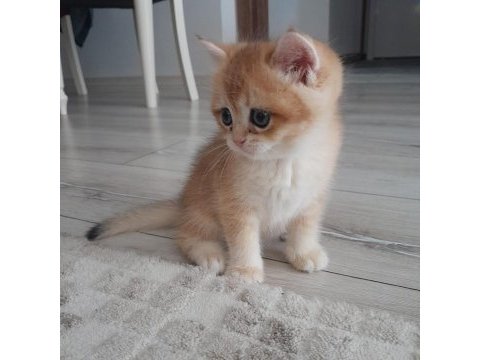 British shorthair ny12 golden erkek yavru
